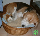 Beagle und Meerschweinchen